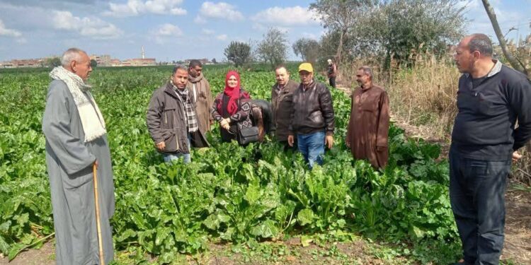 6 فرق إرشادية لشرح التوصيات الفنية للمحاصيل الشتوية بـ« زراعة الدقهلية » 1 زراعة الدقهلية
