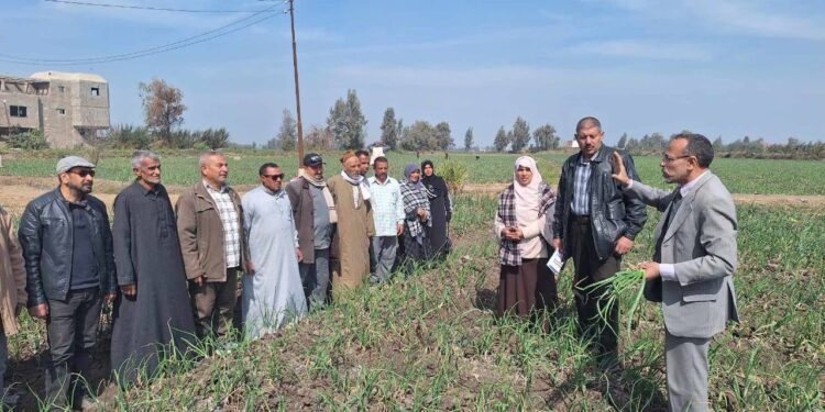 «زراعة الشرقية » توعي مزارعي ديرب نجم بأهمية تحميل البصل على محصول القطن 1 زراعة الشرقية