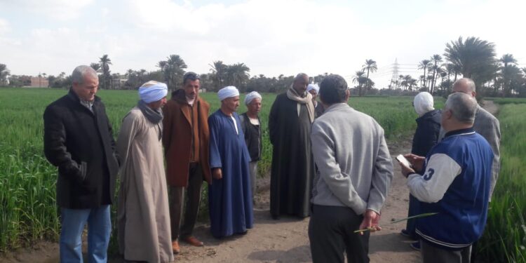 3 فرق إرشادية لمحاصيل القمح والخضر والنباتات الطبية والعطرية بـ«زراعة الفيوم » 1 زراعة الفيوم