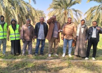 زراعة الوادي الجديد