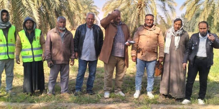 زراعة الوادي الجديد