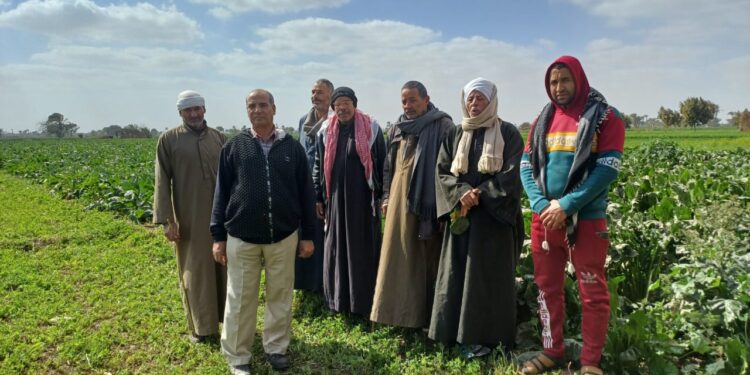 6 فرق إرشادية لنشر التوصيات الفنية للمحاصيل الشتوية «زراعة بني سويف» 1 زراعة بني سويف