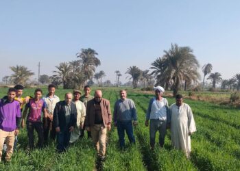 زراعة بني سويف