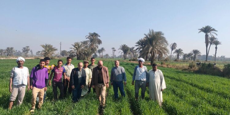 «زراعة بني سويف » تقوم بعقد ندوات إرشادية لمكافحة آفات و حشائش القمح 1 زراعة بني سويف