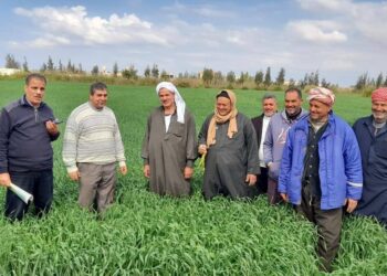 زراعة بورسعيد