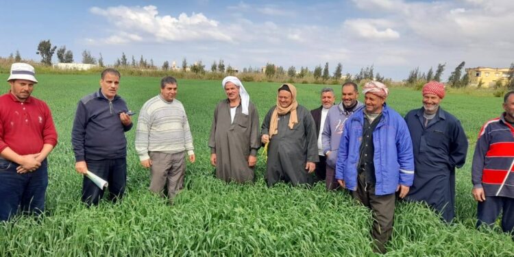 «زراعة بورسعيد» فرق إرشادية للمحاصيل الشتوية..وإزالة 7 حالات تعدي 1 زراعة بورسعيد