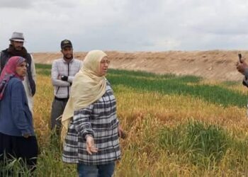 زراعة بورسعيد