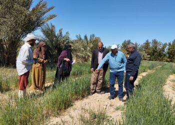 زراعة جنوب سيناء