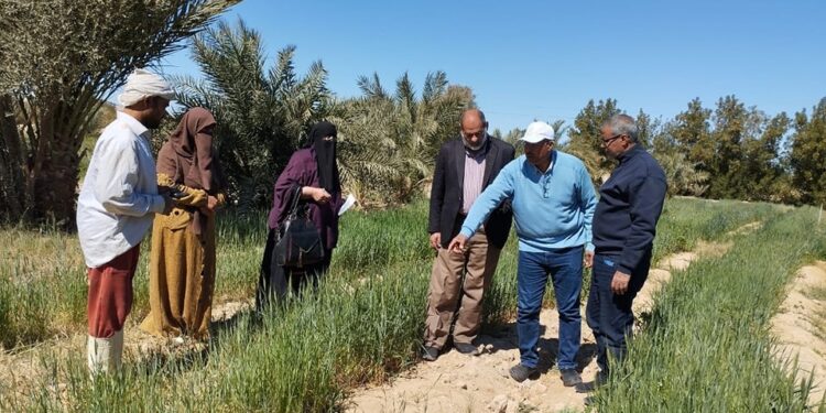 «زراعة جنوب سيناء »: تقدم أهم النصائح لمزارعي القمح بوادي طور سيناء 1 زراعة جنوب سيناء