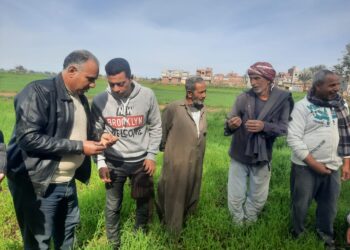 زراعة دمياط