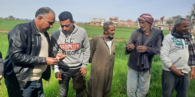 «زراعة دمياط» توجه الإدارات بالإنتهاء من الحصر الزراعي..و 6 فرق إرشادية للمحاصيل الشتوية 1 زراعة دمياط