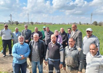 زراعة دمياط