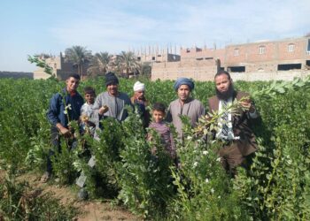 زراعة سوهاج