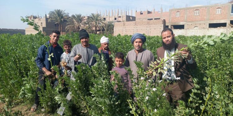 3 فرق إرشادية لمحاصيل القمح الثوم والبصل والفول والموز بـ «زراعة سوهاج» 1 زراعة سوهاج