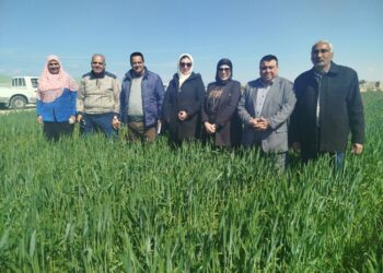 زراعة شمال سيناء