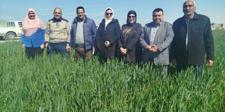«زراعة شمال سيناء» : فرق وندوات إرشادية للتوعية بأهم المعاملات الزراعية لمحصول القمح 1 زراعة شمال سيناء
