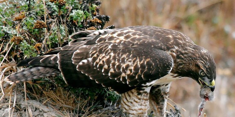 الطيور المحمية ودورها في الحفاظ على التوازن البيئي