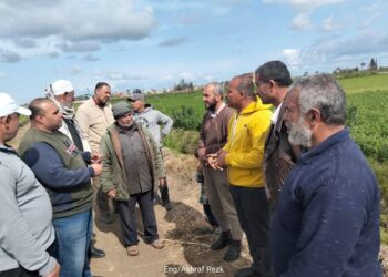 زراعة دمياط