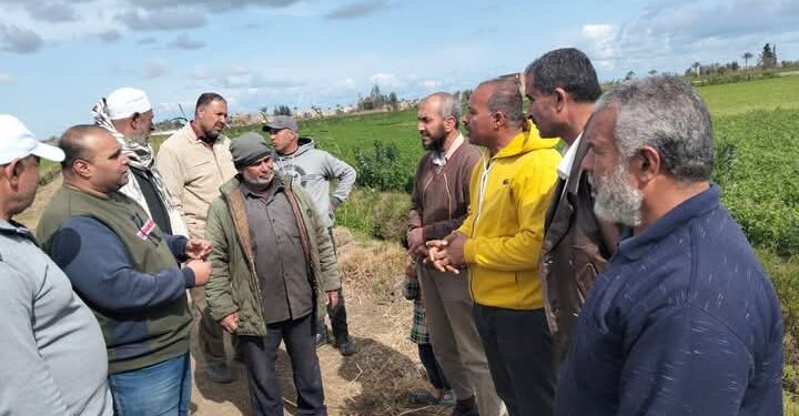 «زراعة دمياط » تنفذ يوم حقل لمحصول القمح 1 زراعة دمياط