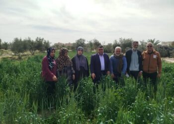 زراعة شمال سيناء