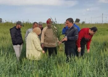 «زراعة بورسعيد » توصي المزارعين بأهمية اتباع التوصيات الفنية لري محصول القمح