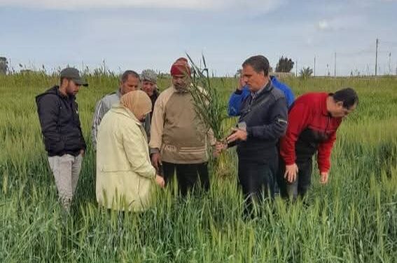 «زراعة بورسعيد » توصي المزارعين بأهمية اتباع التوصيات الفنية لري محصول القمح 1 «زراعة بورسعيد » توصي المزارعين بأهمية اتباع التوصيات الفنية لري محصول القمح