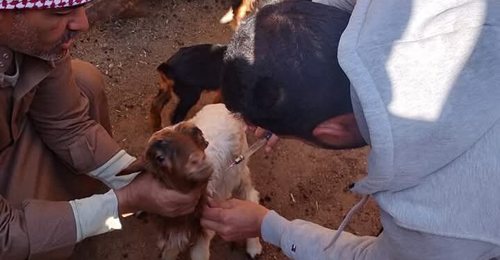 «زراعة جنوب سيناء »: تحصين ٣٢٠٠ رأس ضد الجدري..وتمر على التجمعات البدوية 1 زراعة جنوب سيناء