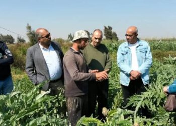 زراعة الإسكندرية