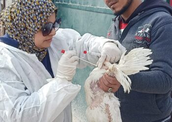 أنفلونزا الطيور