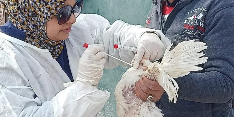 أنفلونزا الطيور