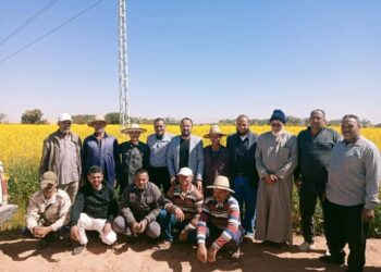 زراعة الوادي الجديد