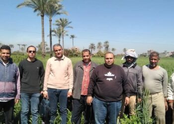 زراعة دمياط