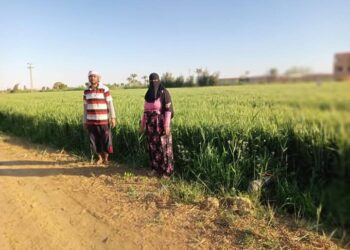 زراعة السويس