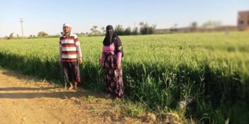 « زراعة السويس »: حملات إرشادية مكثفة لمكافحة الصدأ بمحصول القمح 5 زراعة السويس