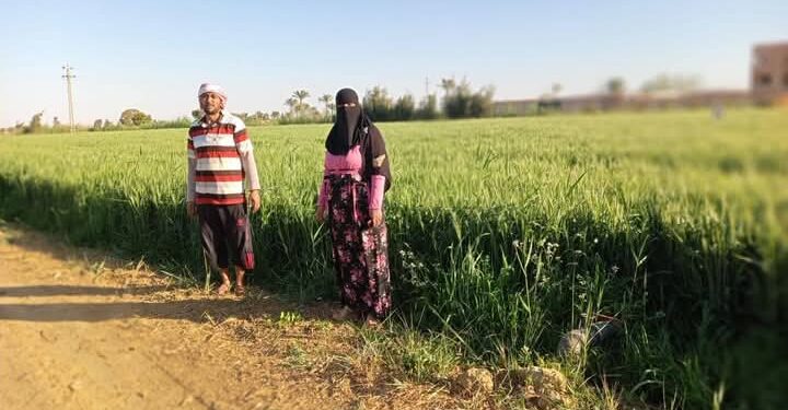 زراعة السويس