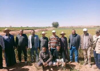 زراعة الوادي الجديد