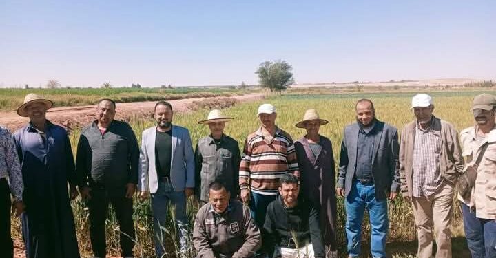 «زراعة الوادي الجديد » توصي مزارعي النخيل بالتلقيح بالطرق الحديثة 1 زراعة الوادي الجديد