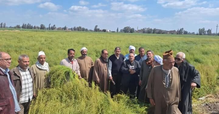 «زراعة الشرقية» تنفذ يوم حصاد لمحصول الكتان 1 زراعة الشرقية