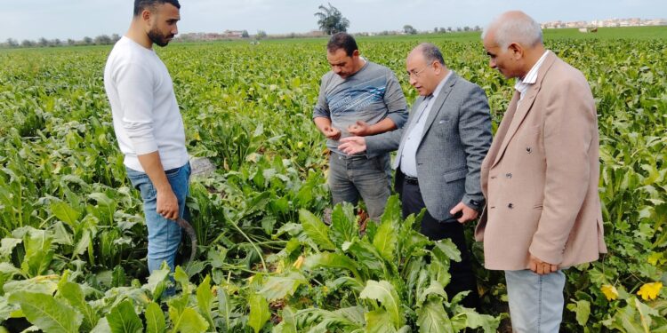 «زراعة البحيرة» توجه مزارعي البنجر بأهم التوصيات لفطام المحصول 1 زراعة البحيرة