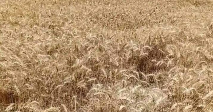 "الاستخدام الآمن والصحيح لمبيدات الحشائش بالقليوبية" برنامج تدريبي لبحوث الحشائش 1 مبيدات الحشائش