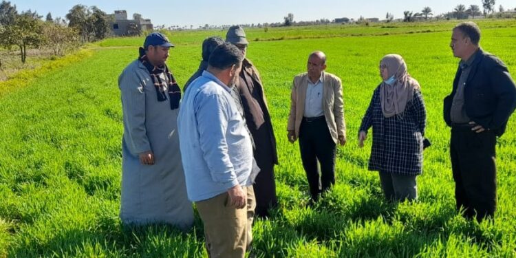 حصاد مركز البحوث الزراعية في أسبوع 1 البحوث الزراعية