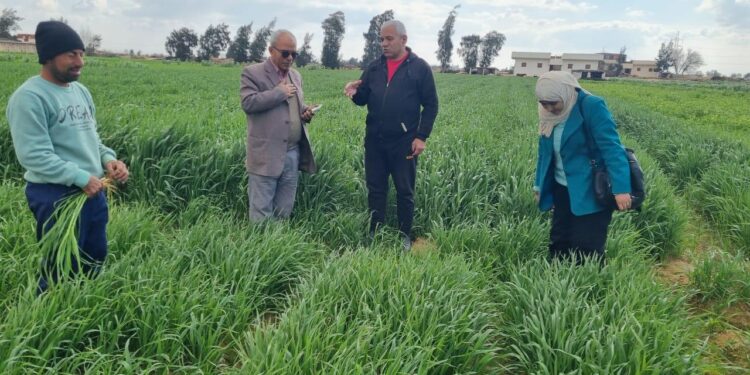 الزراعة تدعم مزارعي النوبارية بالإرشادات الفنية و60 حقلا إرشاديا لمحصول القمح 1 النوبارية