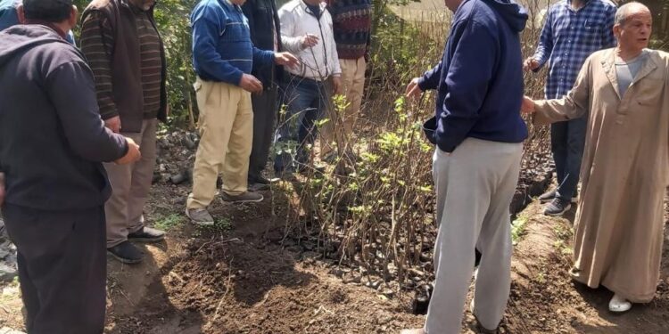 البحوث الزراعية: 1372 نشاطًا إرشاديًا لدعم المزارعين خلال النصف الأول من مارس 1 البحوث الزراعية