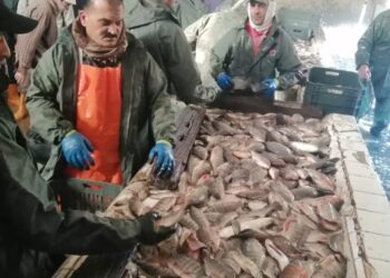 جهاز حماية وتنمية البحيرات والثروة السمكية يستكمل موسم حصاد الأسماك بمزرعة المنزلة السمكية