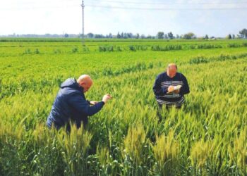 زراعة البحيرة