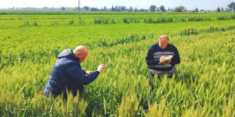 «زراعة البحيرة » توصي مزارعي القمح بعدم تعطيش النباتات أثناء مرحلة الأزهار 1 زراعة البحيرة