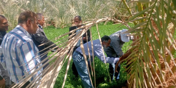 المركزية لمكافحة الآفات تفتتح ورشة عمل حول الإدارة المتكاملة لسوسة النخيل الحمراء بمدينة الداخلة 1 مكافحة الآفات