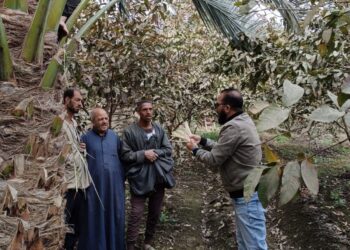 المركزي للنخيل