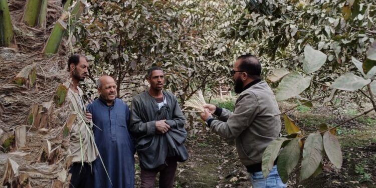 نشاط مكثف للمعمل المركزي للنخيل فرع المنيا خلال شهر مارس 2025 1 المركزي للنخيل