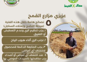 “معاك في الغيط” تقدم 5 نصائح لمزارعي القمح
